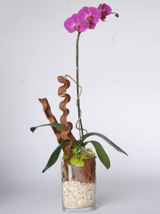 other plants, orchid and plants, violet orchids